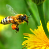 9honey-bee